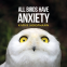 Cover Image: All Birds Have Anxiety