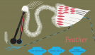 book cover for Feather