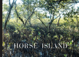 book cover for Horse Island