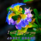 book cover for I will pray for you