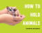 Cover Image: How to Hold Animals