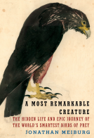 book cover for A Most Remarkable Creature