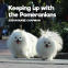 Cover Image: Keeping Up With The Pomeranians