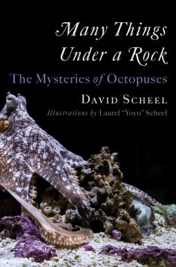 book cover for Many Things Under a Rock