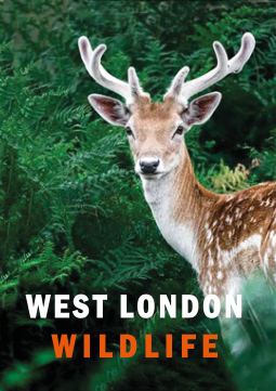 book cover for West London Wildlife