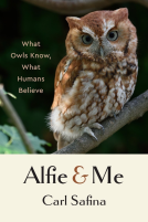 book cover for Alfie and Me