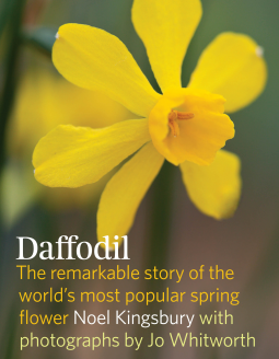 book cover for Daffodil