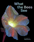 book cover for What the Bees See