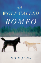 book cover for A Wolf Called Romeo