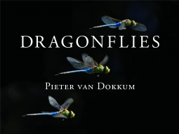 book cover for Dragonflies