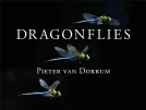 book cover for Dragonflies