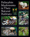 Cover Image: Psilocybin Mushrooms in Their Natural Habitats