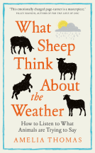 book cover for What Sheep Think About the Weather