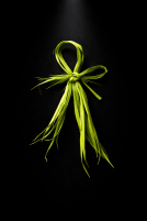 book cover for Spirit Machines