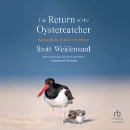 book cover for The Return of the Oystercatcher