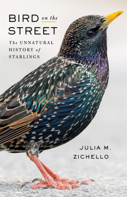 book cover for Bird on the Street