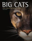 book cover for Big Cats